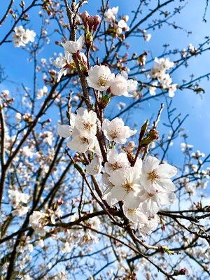 Ririaの写メ日記｜セレブ 川崎高級店ソープ