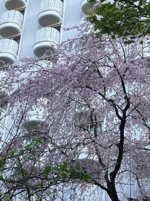 Shiroの写メ日記｜セレブ 川崎高級店ソープ