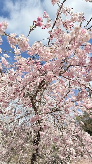 Chigusaの写メ日記｜セレブ 川崎高級店ソープ