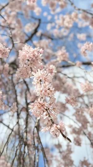 Chigusaの写メ日記｜セレブ 川崎高級店ソープ