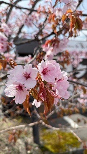Chigusaの写メ日記｜セレブ 川崎高級店ソープ