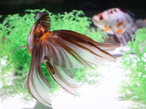 Hiroの写メ日記｜セレブ 川崎高級店ソープ