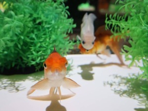 Hiroの写メ日記｜セレブ 川崎高級店ソープ