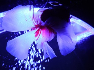 Hiroの写メ日記｜セレブ 川崎高級店ソープ