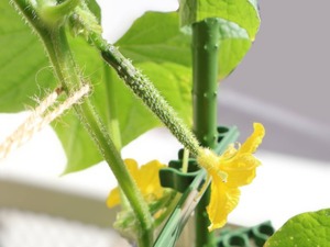 Hiroの写メ日記｜セレブ 川崎高級店ソープ