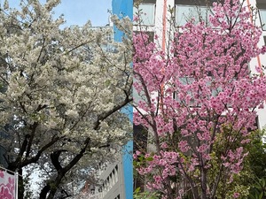 Reikaの写メ日記｜セレブ 川崎高級店ソープ