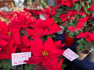 Rikaの写メ日記｜セレブ 川崎堀之内高級店ソープ