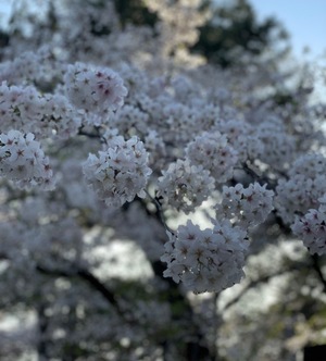 Mireaの写メ日記｜セレブ 川崎高級店ソープ