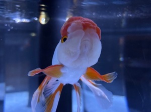 Momokaの写メ日記｜セレブ 川崎高級店ソープ