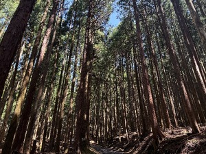 Serinaの写メ日記｜セレブ 川崎高級店ソープ