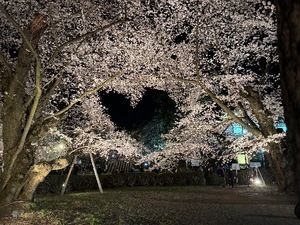 Ibukiの写メ日記｜セレブ 川崎高級店ソープ