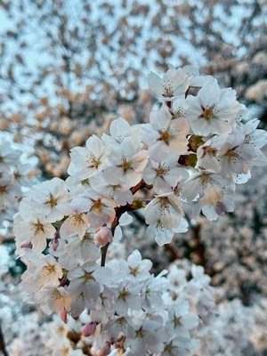 Ibukiの写メ日記｜セレブ 川崎高級店ソープ
