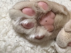 Ibukiの写メ日記｜セレブ 川崎高級店ソープ