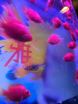 りおの写メ日記|クラブハウスシェル 川崎堀之内高級店ソープ