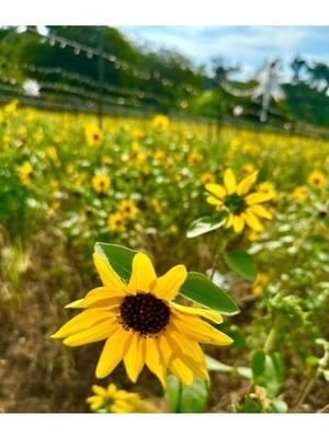 松雪の写メ日記｜ジャパンクラブ 川崎高級店ソープ