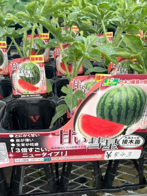 舞花の写メ日記｜ジャパンクラブ 横浜高級店ソープ