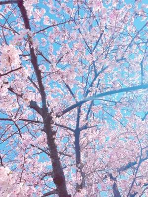 風花の写メ日記｜ジャパンクラブ 横浜高級店ソープ