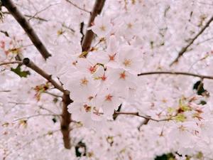 一華の写メ日記｜ジャパンクラブ 川崎高級店ソープ