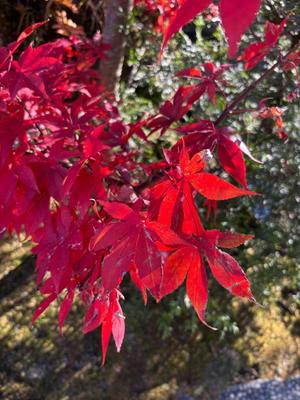 小早川の写メ日記｜ジャパンクラブ 川崎高級店ソープ