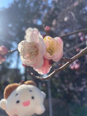 鈴森の写メ日記｜ジャパンクラブ 川崎高級店ソープ