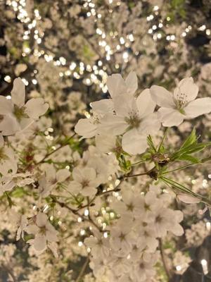 柊花の写メ日記｜ジャパンクラブ 川崎高級店ソープ