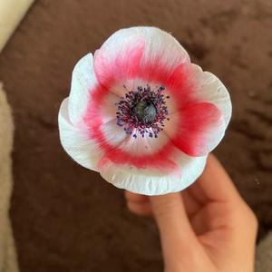 柊花の写メ日記｜ジャパンクラブ 川崎高級店ソープ