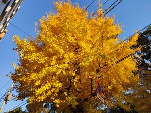 環の写メ日記｜ジャパンクラブ 川崎高級店ソープ