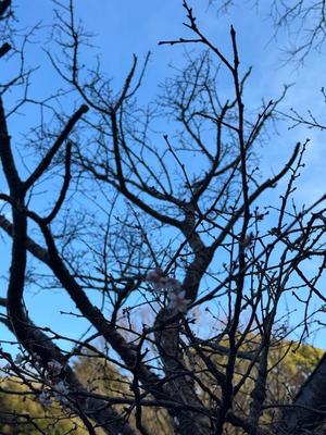 蒼井の写メ日記｜ジャパンクラブ 川崎高級店ソープ