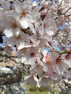 愛川　さらの写メ日記｜エル・カーヒル 秘密の刻 川崎高級店ソープ