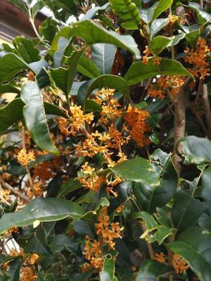 Misaki Arimuraの写メ日記|エレガント 川崎高級店ソープ