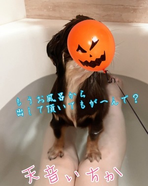 Ichika Amaneの写メ日記｜エレガント 川崎高級店ソープ