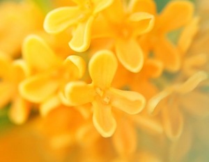 Ichika Amaneの写メ日記|エレガント 川崎堀之内高級店ソープ