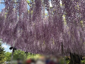 Mae Yashiroの写メ日記｜エレガント 川崎高級店ソープ