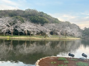 Yu Shiraneの写メ日記｜エレガント 川崎高級店ソープ