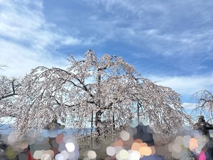 Sanae Himuroの写メ日記｜エレガント 川崎高級店ソープ