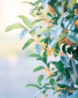 Ayami Imaiの写メ日記|エレガント 川崎高級店ソープ