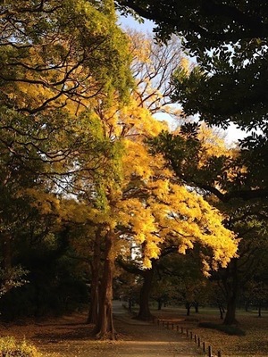 Ayami Imaiの写メ日記|エレガント 川崎高級店ソープ