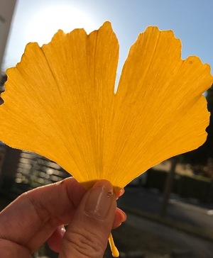 Ayami Imaiの写メ日記|エレガント 川崎高級店ソープ