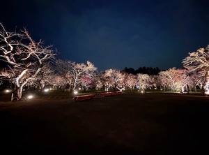 Shizuku Tsukinoの写メ日記｜エレガント 川崎高級店ソープ