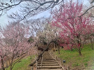 Shizuku Tsukinoの写メ日記｜エレガント 川崎高級店ソープ