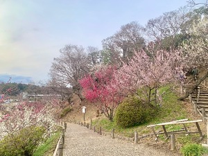 Shizuku Tsukinoの写メ日記｜エレガント 川崎高級店ソープ