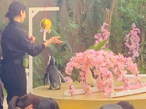 Shizuku Tsukinoの写メ日記｜エレガント 川崎高級店ソープ