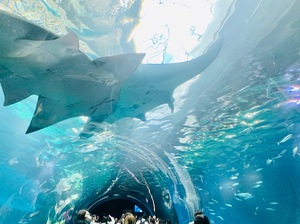 Shizuku Tsukinoの写メ日記｜エレガント 川崎高級店ソープ