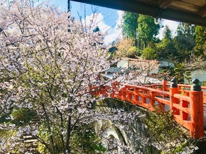 Shizuku Tsukinoの写メ日記｜エレガント 川崎高級店ソープ