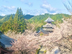 Shizuku Tsukinoの写メ日記｜エレガント 川崎高級店ソープ