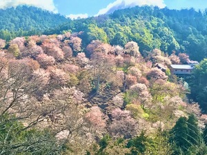 Shizuku Tsukinoの写メ日記｜エレガント 川崎高級店ソープ