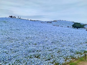 Shizuku Tsukinoの写メ日記｜エレガント 川崎高級店ソープ