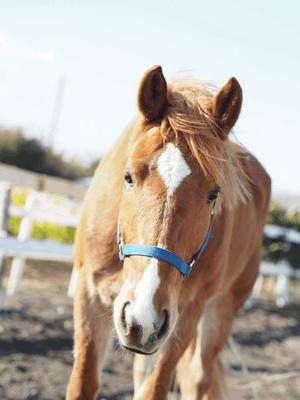 Shizuku Tsukinoの写メ日記|エレガント 川崎高級店ソープ