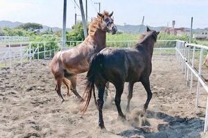 Shizuku Tsukinoの写メ日記|エレガント 川崎高級店ソープ