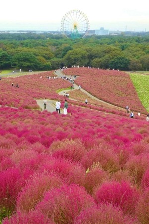 Shizuku Tsukinoの写メ日記｜エレガント 川崎高級店ソープ